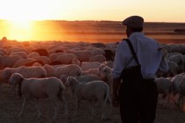 The Shepherd : le saint innocent