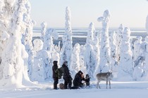 Promenade en Laponie avec Aïlo : Une odyssée en Laponie