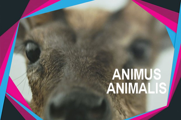 Animus Animalis (A Story about People, Animals and Things) by Aiste Zegulyte, Vilnius International Film Festival - Kino Pavasaris 2019