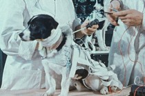 Critique : Space Dogs