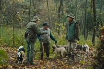 The Truffle Hunters wins the Aurora Prize at the Tromsø International Film Festival