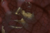 Alchemy Film and Moving Image Festival anuncia su programa