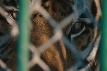 The Tiger Mafia