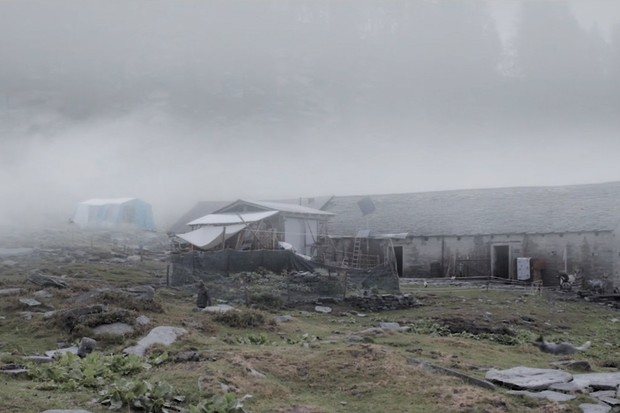 Review: Cows on the Roof