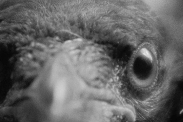 FLIGHT - Mostra Internazionale del Cinema di Genova is back