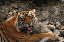 Panteras: Viviendo entre felinos