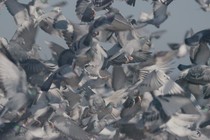 Review: Million Dollar Pigeons