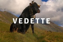 Vedette