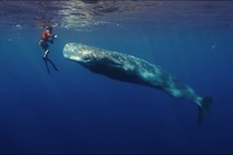 Patrick and the Whale