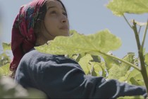 Il frutto della tarda estate