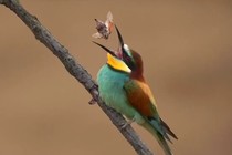 Wild Romania