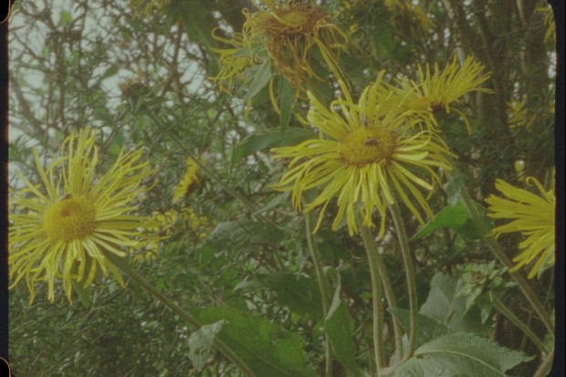 Review: Being in a Place – A Portrait of Margaret Tait