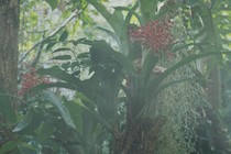 Bestiaries, Herbaria, Lapidaries