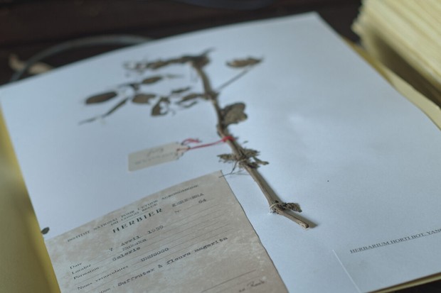 EXCLUSIVE: Poster and clips for IFFR Tiger Competition entry The Tree of Authenticity
