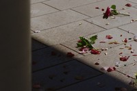 Review: Conference of The Birds