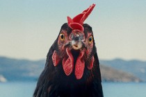 György Pálfi’s Hen to bow in Toronto’s Platform competition