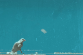 Past Future Continuous - by Morteza Ahmadvand, Firouzeh Khosrovani