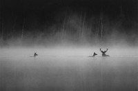 Crítica: Le Chant des Forêts