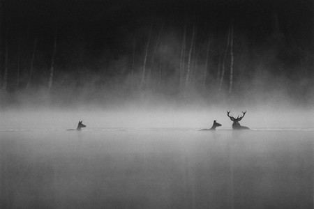 Crítica: Le Chant des Forêts