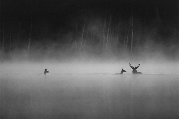 Crítica: Le Chant des Forêts