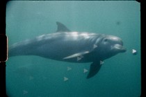 Review: Super Nature