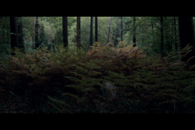 The Wolf, the Fox and the Leopard - de David Verbeek