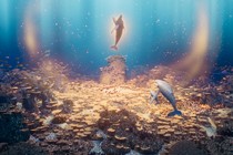 The EFM Animation Days launch as a new hub for bold international animation and co-production