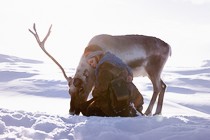 ESCLUSIVA: Il poster di Árru, selezionato al Panorama della Berlinale