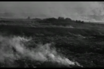 Rose - by Markus Schleinzer