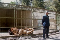 Critique : Wax & Gold