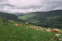 Review: The Echo of the Herd
