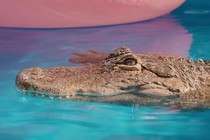 Locarno svela il programma del suo concorso